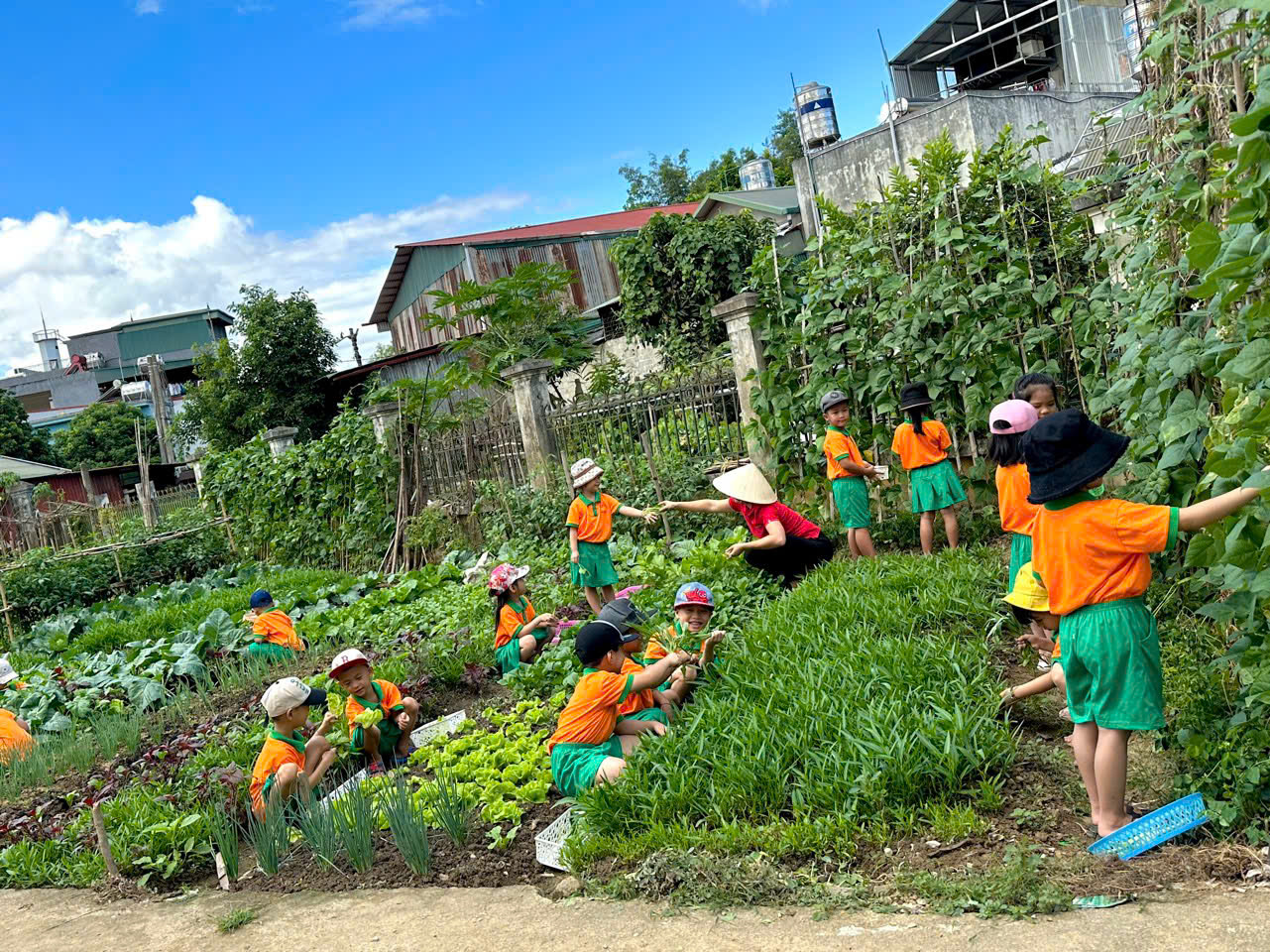 Ảnh trong bài: VƯỜN RAU SẠCH CỦA BÉ Ở TRƯỜNG MẦM NON NOONG BUA