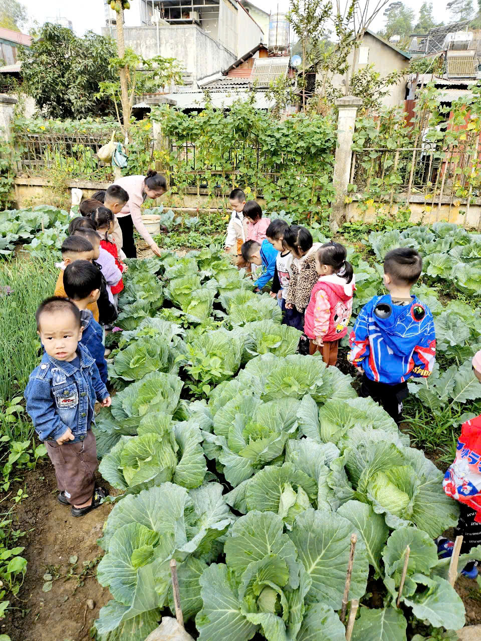 Ảnh trong bài: VƯỜN RAU SẠCH CỦA BÉ Ở TRƯỜNG MẦM NON NOONG BUA