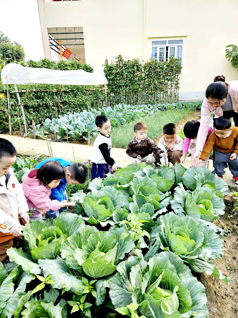 Ảnh trong bài: VƯỜN RAU SẠCH CỦA BÉ Ở TRƯỜNG MẦM NON NOONG BUA