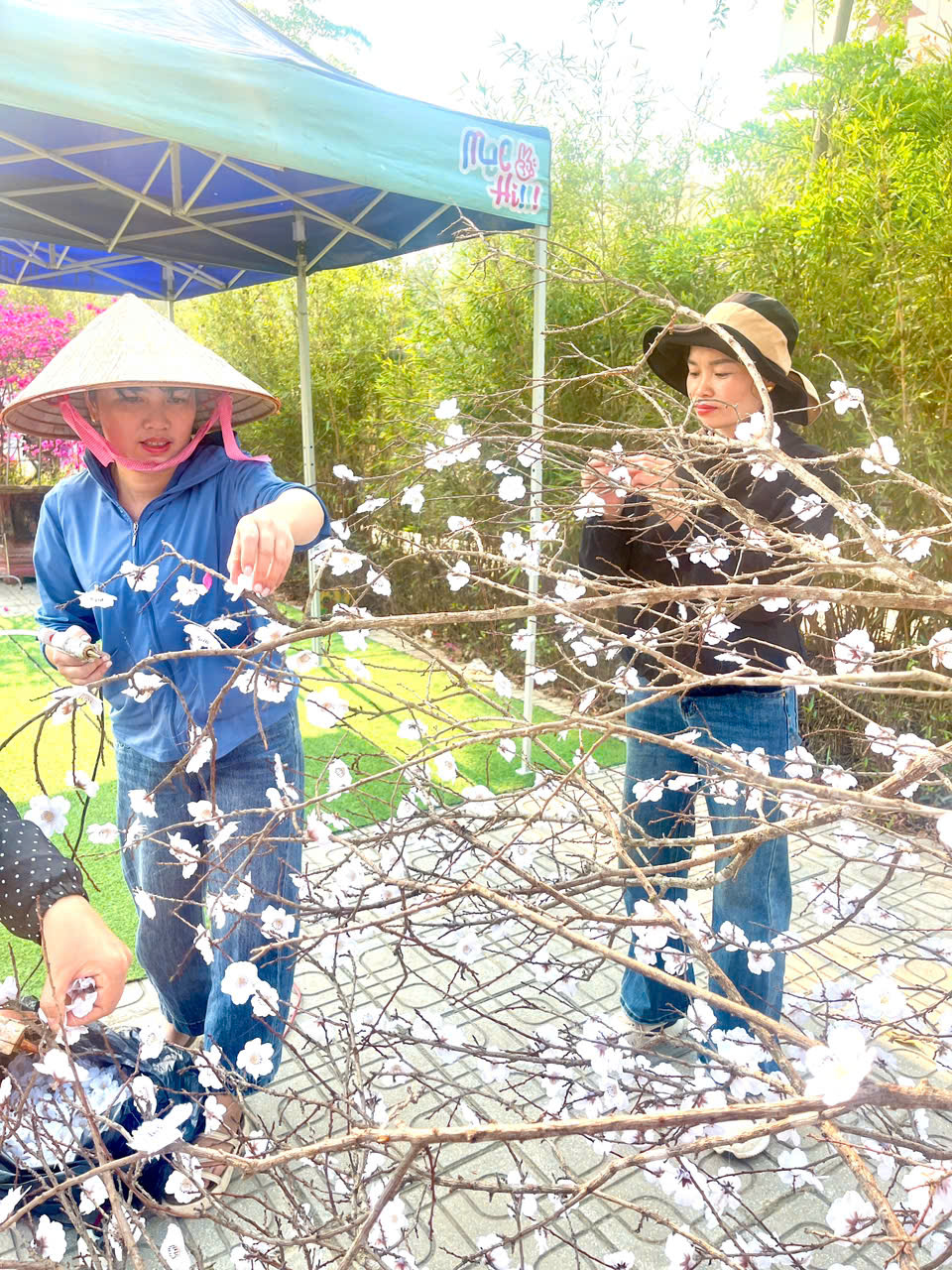 Ảnh trong bài: TRƯỜNG MẦM NON NOONG BUA CHUNG TAY ĐỂ LỄ HỘI HOA BAN ĐIỆN BIÊN THÊM PHẦN RỰC RỠ